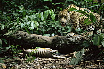 Wild male Jaguar (Panthera onca) standing above recently killed Nine banded armadillo (Dasyspus novemcinctus) Amazonia, Brazil