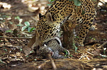 Female Jaguar picking up tiny cub in her mouth  (Panthera onca) Amazonia, Brazil. Captive.