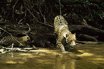 Jaguar mother about to cross creek with her cub (Panthera onca) Amazonia, Brazil. Captive.
