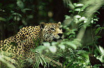 Wild jaguar (Panthera onca) Amazonia, Brazil