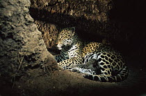 Jaguar female sucking tiny cub in den (Panthera onca) Amazonia, Brazil. Captive.