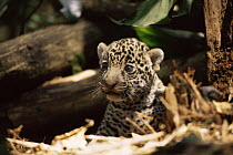 Jaguar cub one week old on forest floor(Panthera onca) Amazonia, Brazil. Captive.