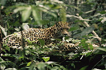 Wild jaguar at rest (Panthera onca) in undergrowth, Amazonia, Brazil
