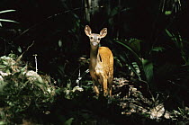 Red brocket deer (Mazama americana) Amazonia, Brazil