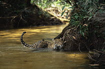 Female Jaguar and playful cub in creek (Panthera onca) Amazonia, Brazil. Captive.