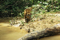Male Jaguar (Panthera onca) with Yellow foot tortoise kill, Amazonia, Brazil. Captive.