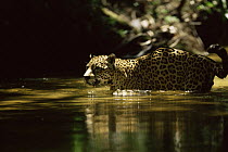 Wild jaguar (Panthera onca) wading through forest creek, Amazonia, Brazil