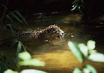 Wild jaguar (Panthera onca) swimming in forest creek, Amazonia, Brazil.