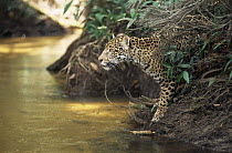 Jaguar (Panthera onca) about to cross forest creek, Amazonia, Brazil. Captive.