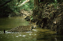 Wild jaguar (Panthera onca) crossing forest creek, Amazonia, Brazil