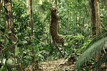 Jaguar (Panthera onca) jumping up in air to catch insects, Amazonia, Brazil, sequence 1/2. Captive.