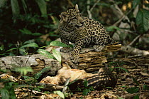 Young Jaguar (Panthera onca) standing over Paca prey (Agouti paca) killed by its mother, Amazonia, Brazil. Captive.