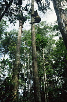 Jaguar (Panthera onca) climbing tree, Amazonia, Brazil. Captive.
