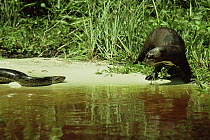 Giant otter (Pteronura brasiliensis) faces off against Anaconda (Eunectes murinus) Guyana, South America