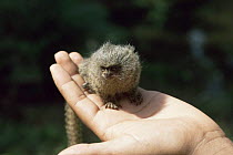 Pygmy marmoset (Callithrix pygmaea) the smallest monkey species in the world, on a native Indian's hand, Amazonia, Brazil