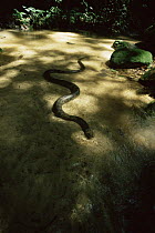 Anaconda in forest creek (Eunectes murinus), Amazonia, Brazil