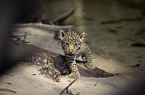 Six week old Jaguar cub walking along forest creek (Panthera onca) Amazonia, Brazil. Captive.