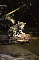 Jaguar cub sitting portrait (Panthera onca) Amazonia, Brazil. Captive.