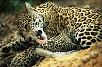 Jaguar mother licking tiny cub whilst suckling (Panthera onca) Amazonia, Brazil. Captive.