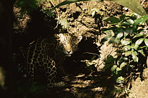 Jaguar female about to enter birth den (Panthera onca) Amazonia, Brazil. Captive.