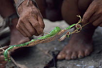 Matis Indians using poisonous toxin from captured Poison arrow frog (Dendrobates sp) to tip their hunting arrows, Amazonia, Brazil