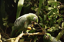 Mealy amazon parrots (Amazona farinosa) eating fruits of (Sapotaceae chrysophyllum) tree in canopy, Amazonia, Brazil