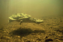 Mata Mata turtle underwater (Chelus fimbriatus) Amazonia, Brazil