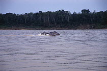 Bouto / Tucuxi river dolphins surfacing at speed (Inia geoffrensis) Amazonia, Brazil