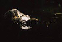 Three toed sloth swimming in flooded forest (Bradypus sp) Amazonia, Brazil