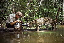 Nick Gordon filming Jaguar (Panthera onca) Amazonia, Brazil. Captive.