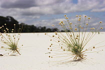 Flowering pioneer grass on river sandbank, Upper Rio Negro, Amazonia, Brazil