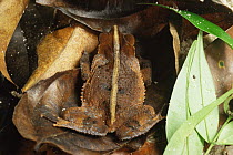 Unknown frog species well disguised in leaf litter, Amazonia, Brazil