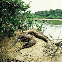 Family of Giant otters (Pteronura brasiliensis) resting up on river bank, Guyana