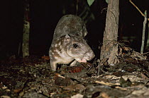 Paca (Agouti paca) collecting leaf litter to close den entrance as it leaves to go foraging at dusk, Amazonia, Brazil