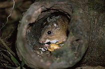 Spiny rat (Proechimys steerei) in hollow log den where it returns to eat gathered food in safety, Amazonia, Brazil