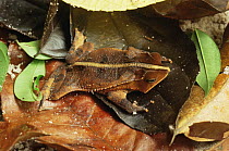 Unknown frog species well disguised in leaf litter, Amazonia, Brazil