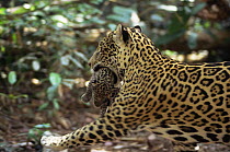 Jaguar mother carrying tiny cub in mouth (Panthera onca) Amazonia, Brazil. Captive.