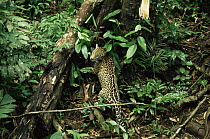 Wild jaguar starting to climb up tree (Panthera onca) Amazonia, Brazil