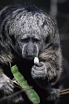 Monk saki monkey (Pithecia irrorata) eating seeds from pod, Amazonia, Brazil