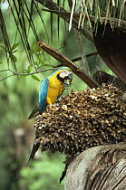 Blue and yellow macaw eating palm tree seeds (Ara ararauna) Amazonia, Brazil