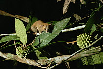 Bare tailed wooly opossum (Caluromys philander) investigating (Naucleopsis) fruit at night in forest,  Amazonia, Brazil