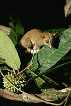 Bare tailed woolly opossum (Caluromys philander) investigating (Naucleopsis) fruit at night in forest,  Amazonia, Brazil