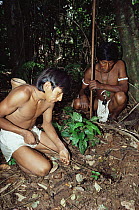 Piaroa indians catching Giant tarantula (Theraphosa leblondi) Venezuela
