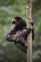Pale throated three toed sloth (Bradypys tridactylus) climbing (Cercropia) tree, forest gap specialist, Amazonia, Brazil