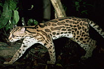 Margay cat on the prowl at night (Felis wiedi) Amazonia, Brazil