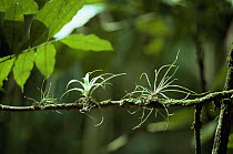Bromeliad seedlings germinating on branch in canopy, Amazonia, Brazil