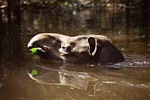 Brazilian tapir swimming in flooded forest whilst eating leaves (Tapirus terrestris) Amazonia, Brazil