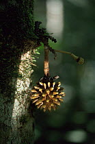 Dugetia compound fruits growing out of side of trunk - Saki monkey favourite food -  Amazonia, Brazil