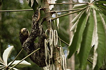 Pale throated three toed sloth (Bradypus tridactylus) climbing Cercopia tree to feed on seed pods, Amazonia, Brazil