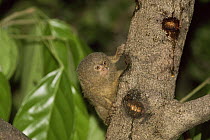 Pygmy marmoset (Callithrix pygmaea) next to sap feeding holes it makes in tree bark, Amazonia, Brazil